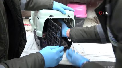 Soğukta kalan yavru köpeğe belediye ekipleri sahip çıktı