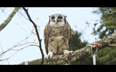 Coucou hibou