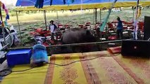 Wild baby elephant sparks panic after rampaging through music festival