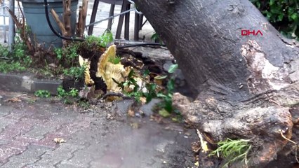 Beyoğlu’nda devrilen ağaç tarihi çeşmeye zarar verdi