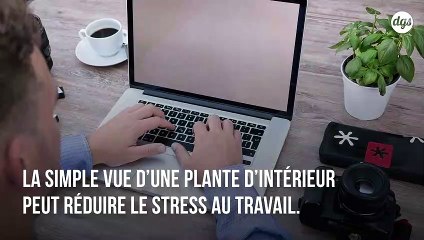 Placer une plante sur son bureau permet de réduire le stress au boulot, selon cette étude