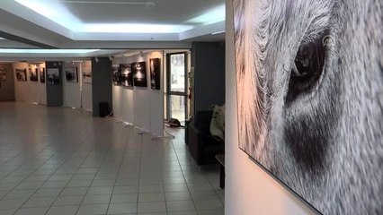 Kars'taki hayvan pazarından karelerle İzmir'de fotoğraf sergisi