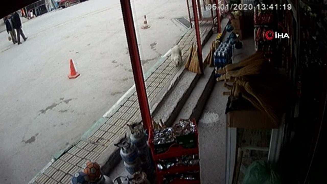 Bursa'da yolun karşısına geçmeye çalışan köpeği ezdi 'görmedim' dedi