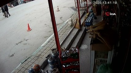 Bursa'da yolun karşısına geçmeye çalışan köpeği ezdi 'görmedim' dedi