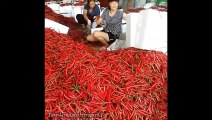 Extreme Smart Technology Harvesting And Processing Farming, Fresh Food Safety on the China Farm