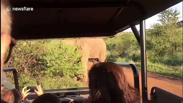 British tourists have hair-raising encounter with bull elephant while on safari in South Africa
