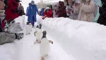 Watch These Cute Penguins Teach You How To Walk On Snow!
