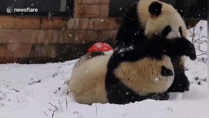 Adorable giant pandas play in snow at Chinese sanctuary