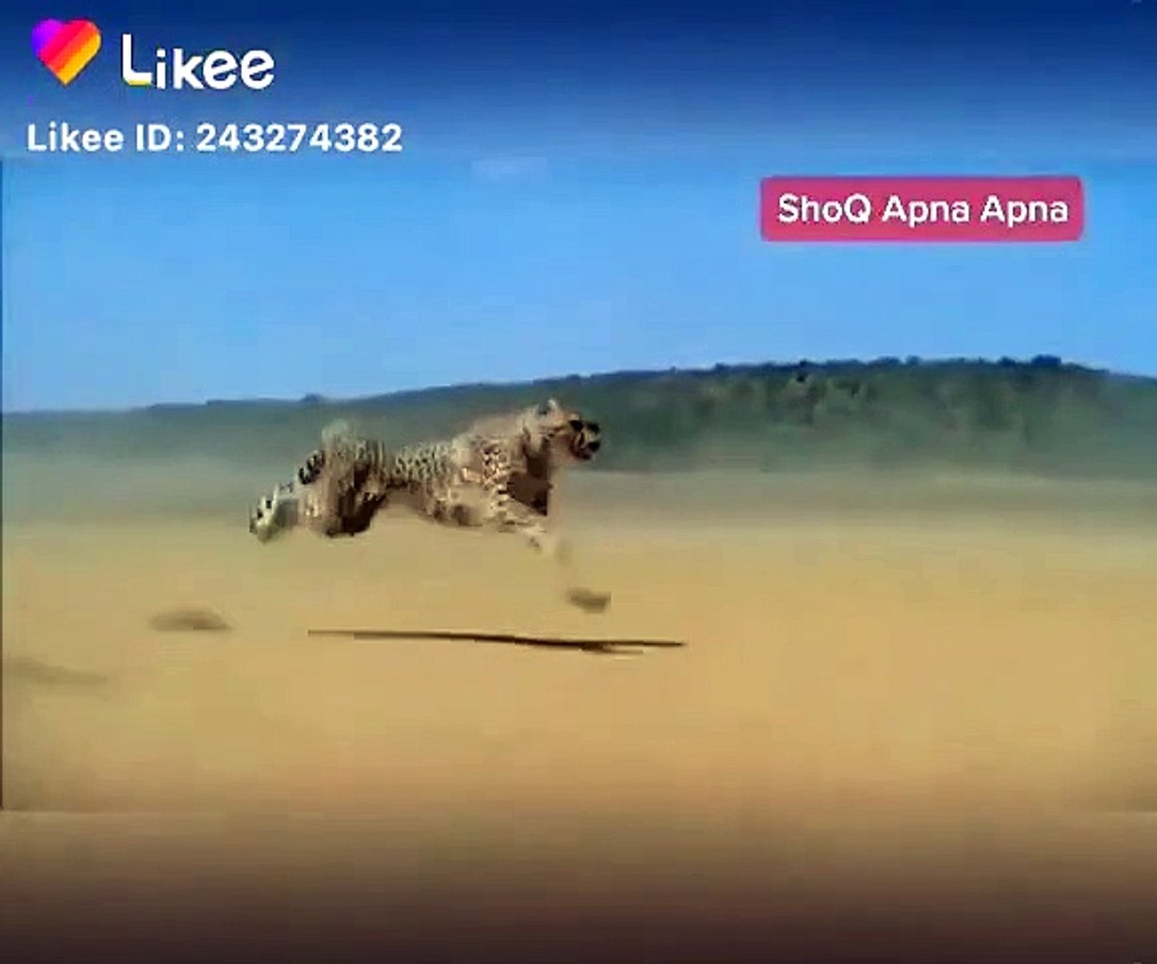 Tiger  race