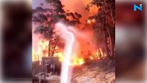 Teens rescue koalas from Australia bushfires, social media sends love