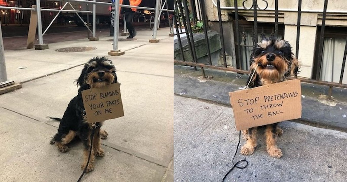 Ce petit chien s'illustre sur Instagram avec ses signes de protestations amusants sur ses problèmes quotidiens