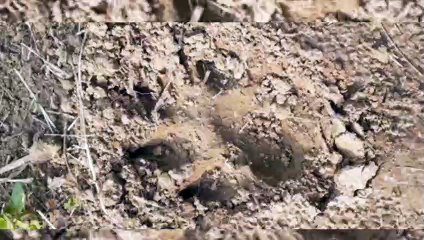 काकोरी मे हिंसक जानवर के पद चिन्ह मिलने से ग्रामीणों में दहशत