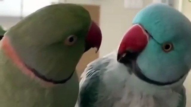 Insolite : un perroquet raconte une histoire bizarre à un autre.