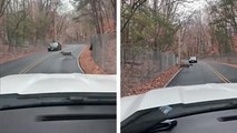 Des cerfs coincés sur la route
