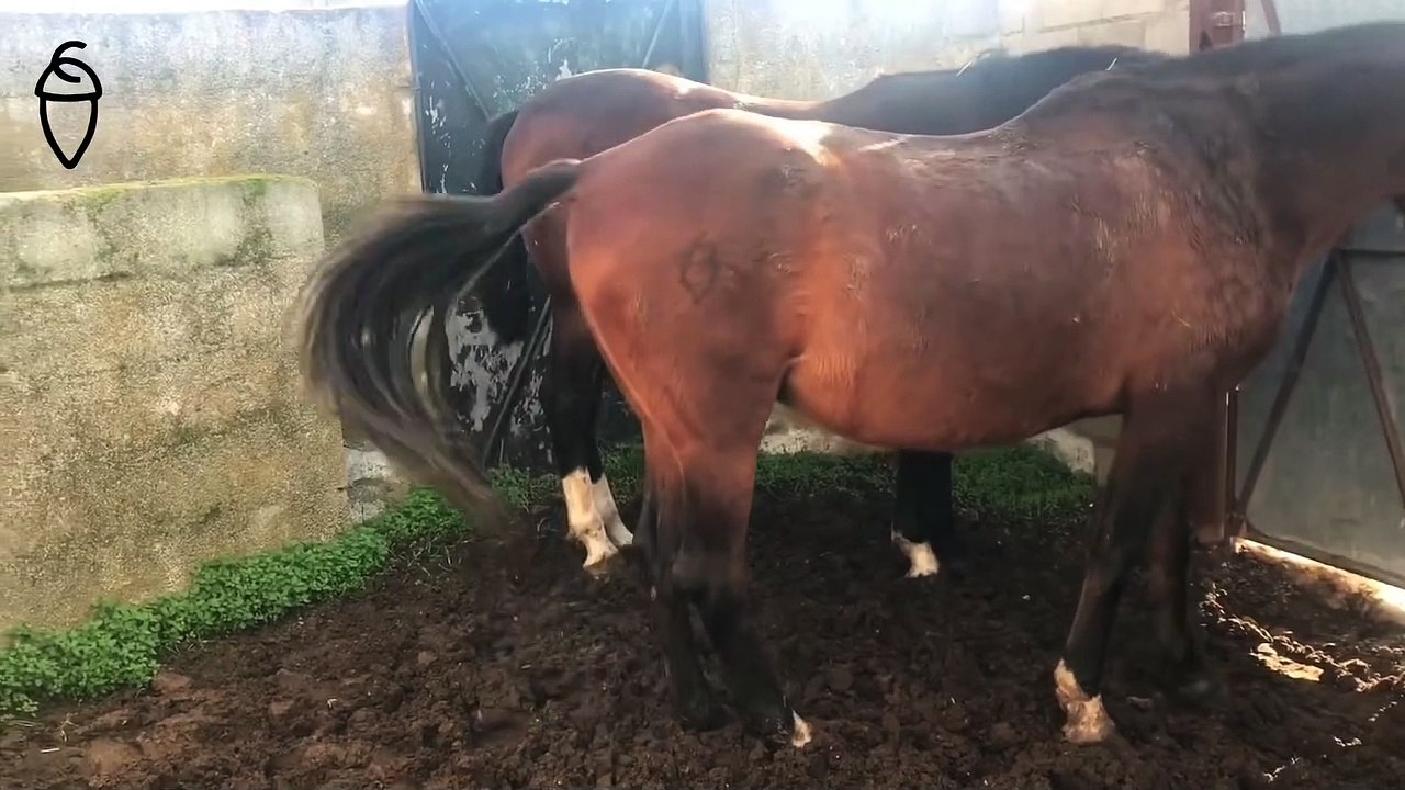 Caballo y yegua.cortejo conociendose