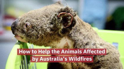 Help Save These Australian Animals