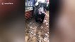 Pregnant cow rescued after video of it refusing to move to slaughterhouse goes viral in China