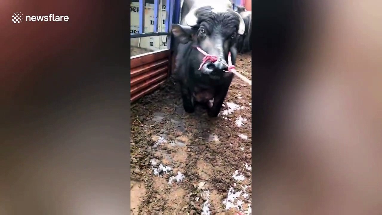 Pregnant cow rescued after video of it refusing to move to
