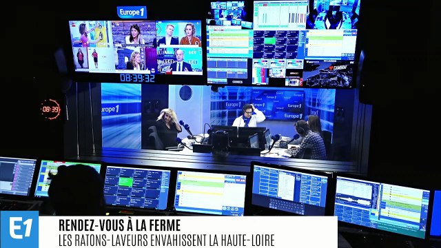 Haute-Loire, Gironde, Aisne, Auvergne...le raton laveur envahit une partie de la France