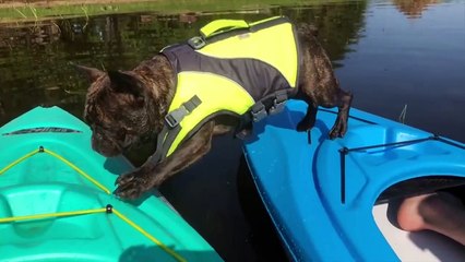 Top 50 Funniest AFV Moments - Funny Videos Compilation