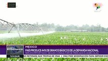 México produce menos cantidad de granos básicos de lo que consume