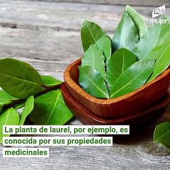 Usa las hojas de laurel para tratar la diabetes