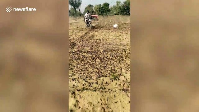 Swarms of locusts cross over from Pakistan to consume crops in north India