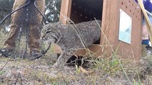 Bobcat Goes Home For The Holidays