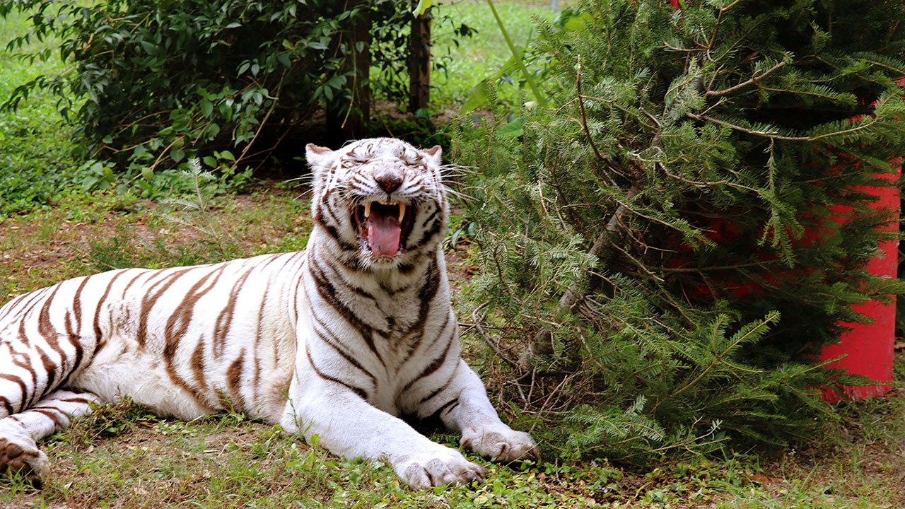 White Tiger Christmas