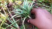 Spider Plant | Propagation | In Hindi | Indoor Plant | Spider plant Kaise lagayeThe Smart Gardener