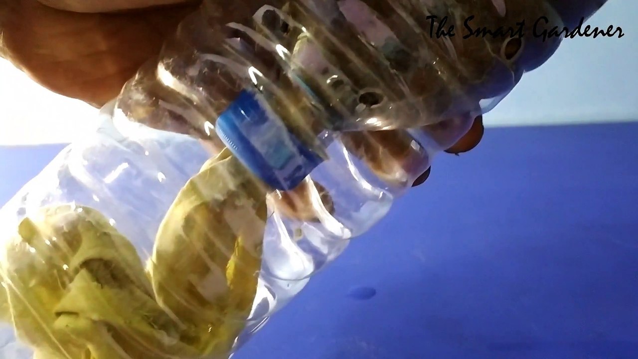 Grow Tamarind from Seed |  इमली | In Hindi | Full Update | The Smart Gardener