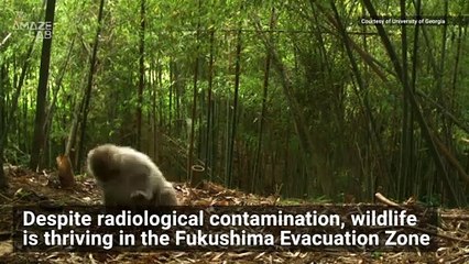 Wildlife Captured on Camera Thriving in Fukushima Evacuation Zone