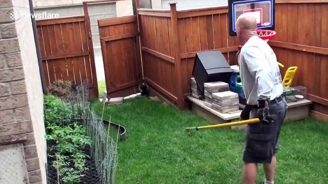 Several baby skunks stuck underneath decking in Toronto are rescued by wildlife control services