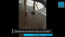 Alertan por una  invasión de roedores en pleno centro de City Bell
