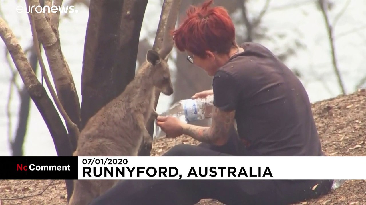 Tiersterben in Australiens Feuern