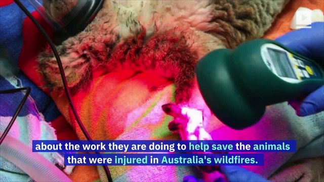 Irwin Family Helping to Save Animals in Danger After Australia Wildfires