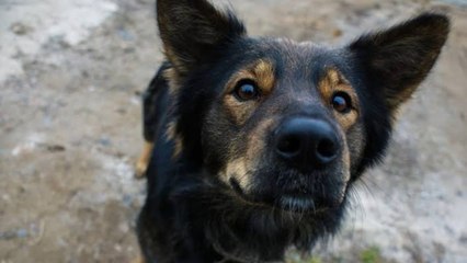 ¡Adiós a las bolsas de plástico! Así puedes recoger las heces fecales de tu mascota