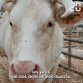 Salon de l’agriculture 2020 : Idéale, la vache égérie du Charolais, emblème d'un secteur en crise