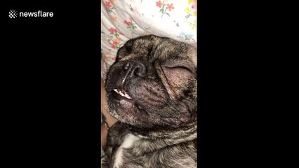 Sound on: Snoring dog in Scotland is LOUD