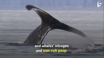Why a Whale Is Worth More Than Two Million Dollars