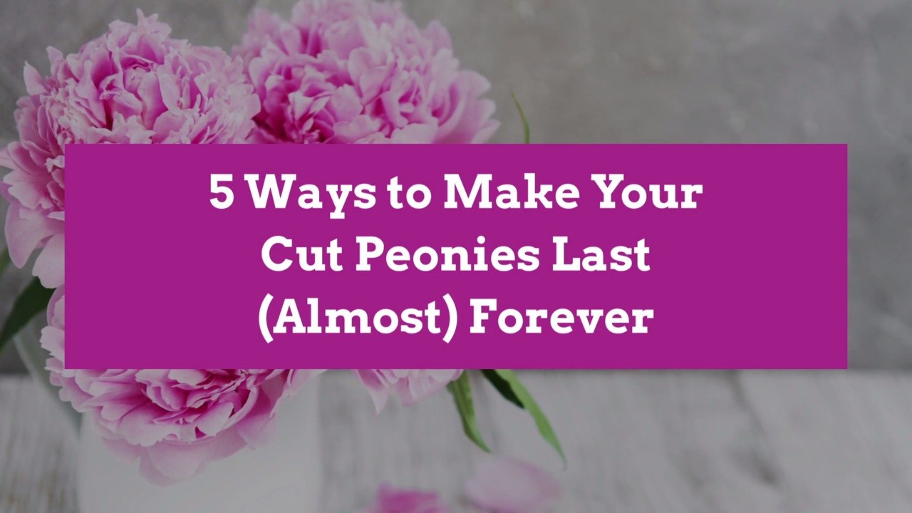 5 Ways to Make Your Cut Peonies Last (Almost) Forever