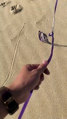 Lazy Cat Couple Walk Together on the Beach