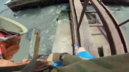 Man Almost Bitten While Saving a Seal