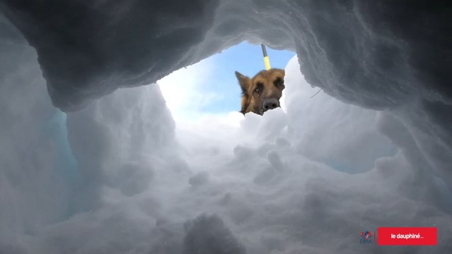 Pra Loup : premier exercice de la saison pour les maîtres-chiens d’avalanche