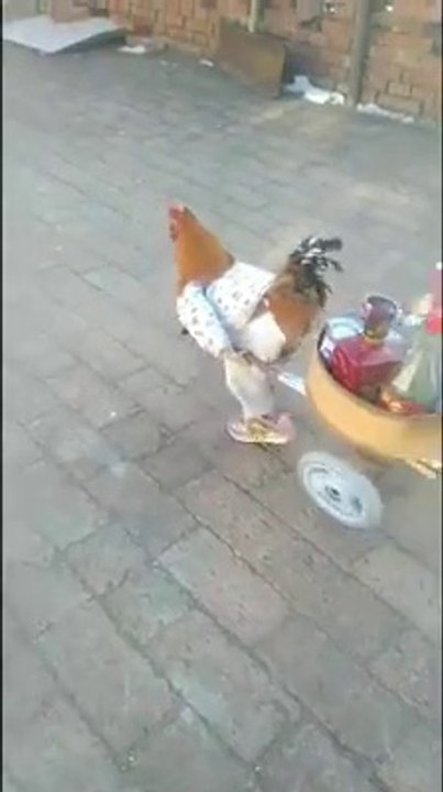 Amazing /Chiken__Funny