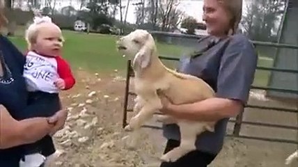 Bébé et chèvre : ils discutent et se comprennent !