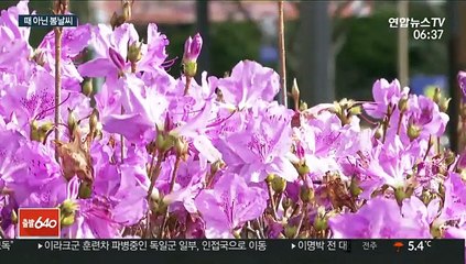 한겨울에 봄꽃 활짝…1월 역대 강수량 신기록