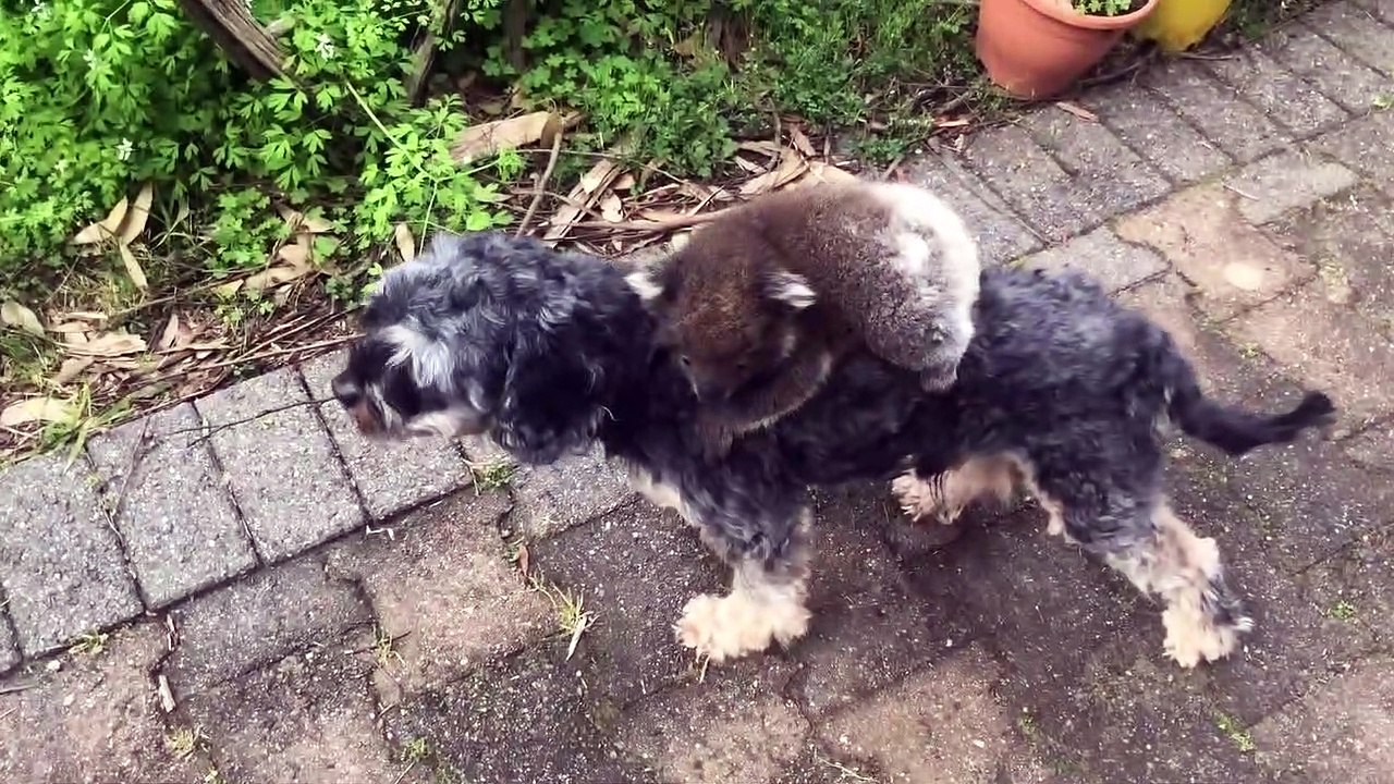 Baby Koala Mistook my Doggy Tony for its Mother