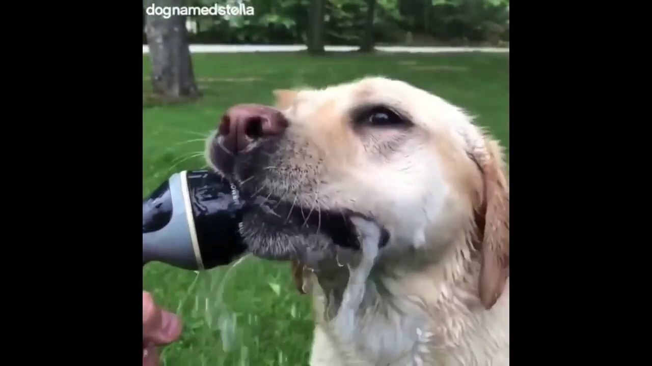 Funny and Cute Dogs Compilation
