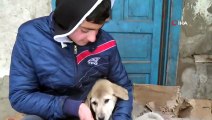 15 Yaşındaki Genç Donmak Üzere Olan Yavru Köpeklere Sahip Çıktı